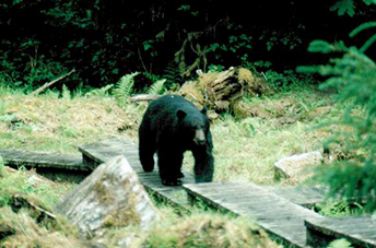 Bears in Ketchikan have an easy life and enjoy the well maintaned trail.