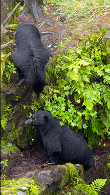 Bears are often inquisitive and playful.  Fishing is good and the bears are fat.  Wildlife and siteseeing tours are a must do in Ketchikan.