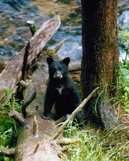 Cubs are often seen on Alaska bear viewing tours.