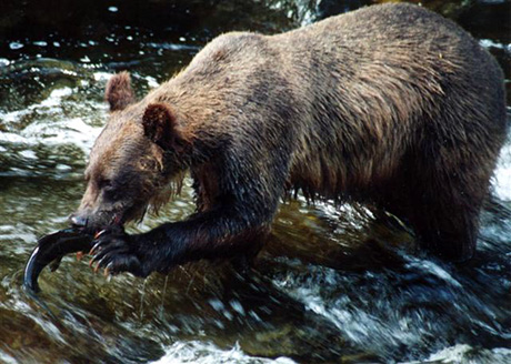 Anan Creek bear viewing is one of the premier destinations in Alaska.  Island Wings operates the only guided bear tours to Anan from Ketchikan.