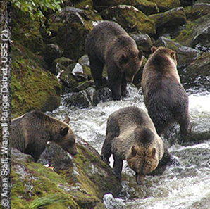 Wildlife is plentiful at Anan Creek.  Island Wings operates the only guided wildlife tour from Ketchikan Alaska.