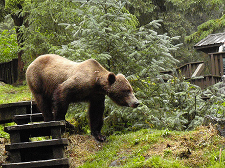 Just north of Ketchikan Alaska is the Anan Creek bear viewing observatory.  Island Wings operates guided bear viewing tours by floatplane.