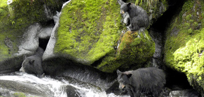 Island Wings Anan Creek guided wildlife sightseeing tours take you be sea plane for Alaska bear viewing at its best.