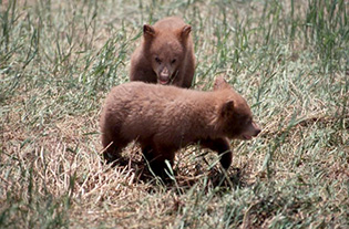 What's cuter than a bear cub.  Bear tours often see cubs while adult bears are off fishing.
