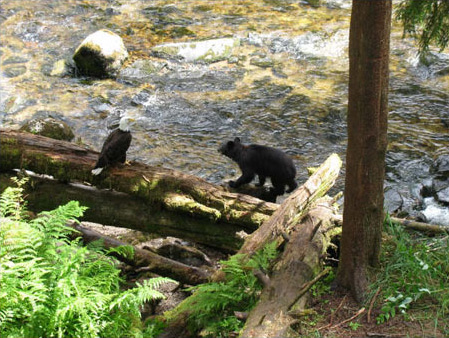 Island Wings transport and guides bear viewing tours in Southeast Alaska to Anan Creek and Traitors cove.