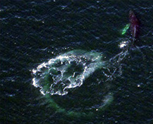 Island Wings can transport you to see humpback whales in Southeast Alaska.